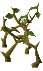 Medium Jungle