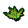 Snake Weed 