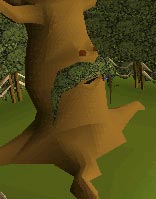 Spirit Tree