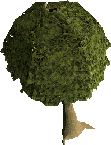 Mahogany Tree
