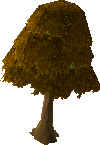 Maple Tree