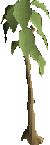 Teak Tree